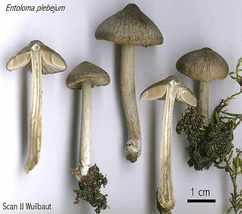 Entoloma plebejum